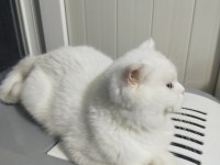 Scottish fold beyaz dişi
