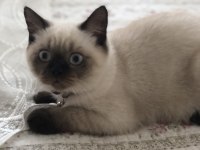 British shorthair blue point
