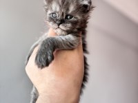Maine Coon Türkiye devlerinin markası AYŞE ARIK
