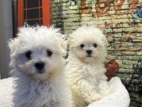 Maltese Terrier Yavru Köpeklerimiz
