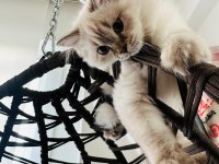 British longhair