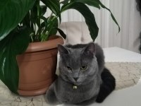 British shorthair