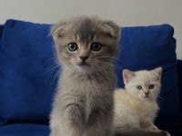 Scottish fold erkek kedim