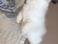 Safkan Persian Egzotik Longhair