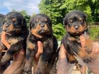 Big koca kafa rottweiler yavrular