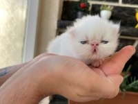 1 AYLIK SAFKAN İRAN KEDİSİ