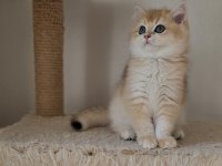 Safkan son 2 yavru kedimiz