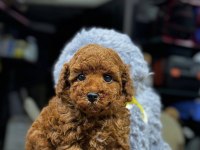 Safkan Toy Poodle