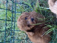 Orjinal toy poodle bebekler