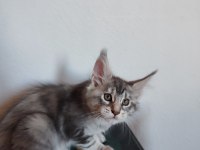 Dernek kayıtlı full şecereli aşıları tamam safkan maine coon