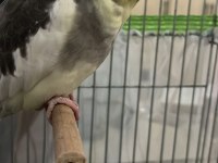 Ele kola alışkın konuşan erkek sultan papağanı