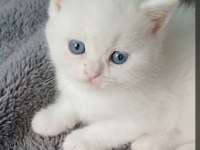 Anne altından veteriner kontrollü kedilerimiz