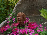 İzmir De Orjinal Toy Poodle Garantili