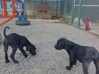 SAFKAN CANE CORSO YAVRULARI