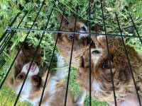 Cavapoo bebekler