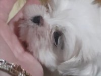Erkek Teacup Kore Maltese yavrular