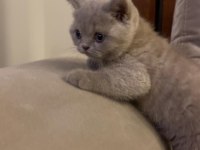 Gri renk ayı suratlı british shorthair
