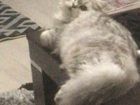 1 yaşında safkan erkek chincilla