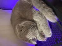 5 aylık scottish fold lilac yavrumuz