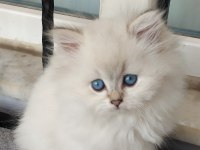 Boncuk gözlü bebek kediler