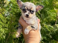 Şivava (chihuahua)
