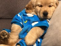 Golden Retriever Adrese Teslim Hizmetimiz Vardır
