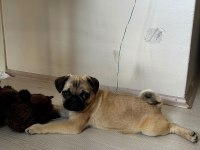 A Kalite Pug Mops