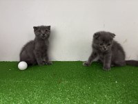 Scottish Fold Bebekler