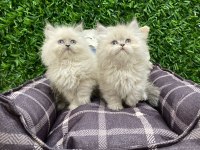 British longhair blue point yavrularımız