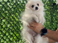 Erkek 3 aylık spitz pomeranian boo