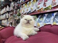 British Shorthair Erkek Yavrumuz