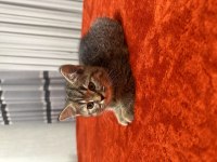 2 aylık erkek british shorthair