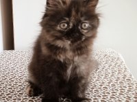 Son 1 yavru persian