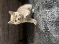 British shorthair erkek yavru