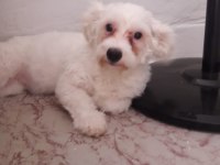 25 ocak doğumlu dişi terrier