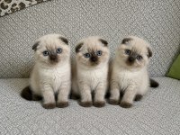 Scottish Fold Chocolate Point