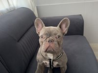 French bulldog 9 aylık erkek