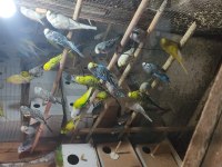 Jumbo muhabbet kuşu ağaçlarıma ait yavrular