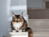 Nadir Calico Renk Maine Coon Dişi
