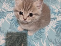 BRİTİSH SHORTHAİR MİNNAK YENİ YUVASINI BEKLİYOR