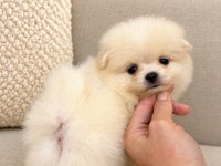 Minicik Ayıcık Erkek Pomeranian Boo Köpekler