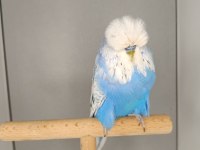 Muhabbet kuşu show jumbo