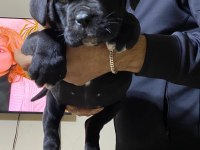 A Class Şecereli Kaliteli Cane Corso Yavru