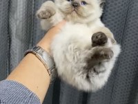 SAFKAN IRK DİŞİ BRİTİSH LONGHAİR YAVRUMUZ