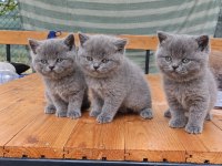 Safkan british shorthair AYI SURAT TOP KAFA bebiş
