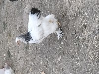 Brahma Horozlar