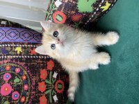 Dünya Tatlısı Yavru British Shorthair