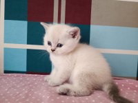Minik british shorthair yavrum