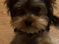 5 aylık erkek yorkshire terrier