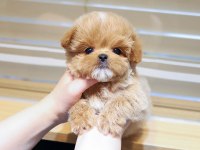 KORE GEN HATTI MALTİPOO BEBEKLERİM
